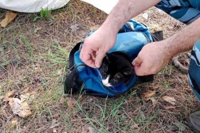 В Тольятти задержали кота-наркокурьера