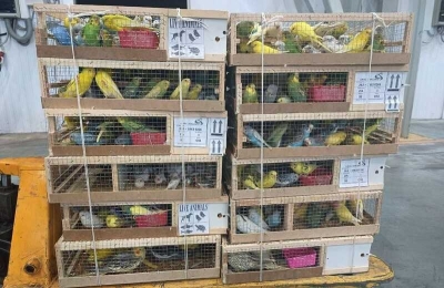 В аэропорту Жуковский нашли 19 редких попугаев в авиагрузе для зоолога из Москвы