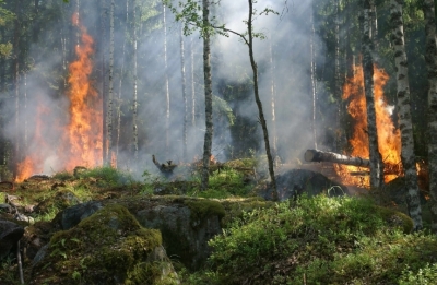 Борьба с Огнем в Белорусских Лесах: Эффективность Мероприятий и Вызовы Пожарной Службы